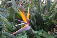 Tag 2 03.10.2023 Nizza, Papageienblume, Strelitzie