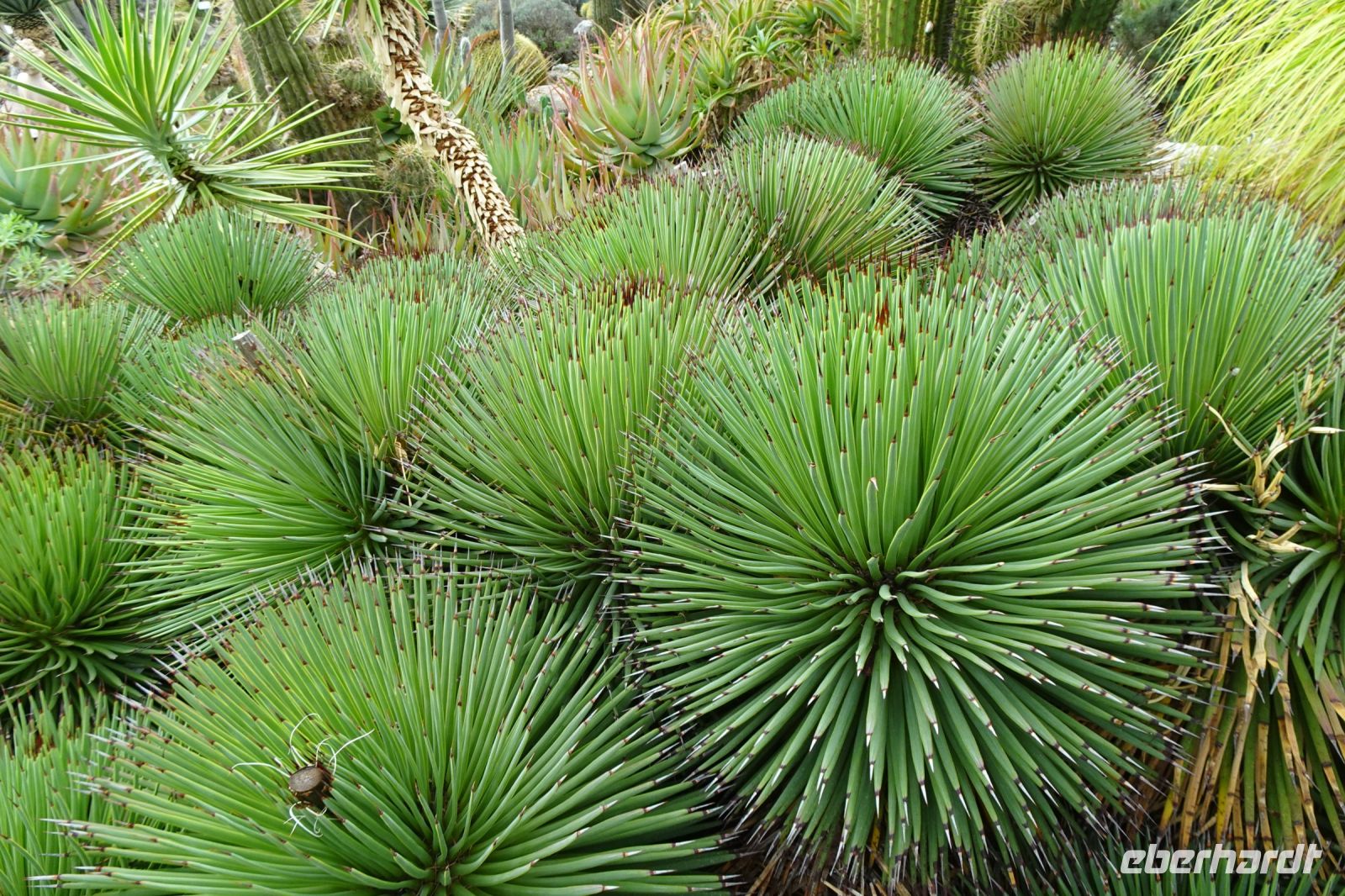 Tag 3 04.10.2023 Èze village, Kakteengarten