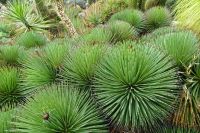 Tag 3 04.10.2023 Èze village, Kakteengarten