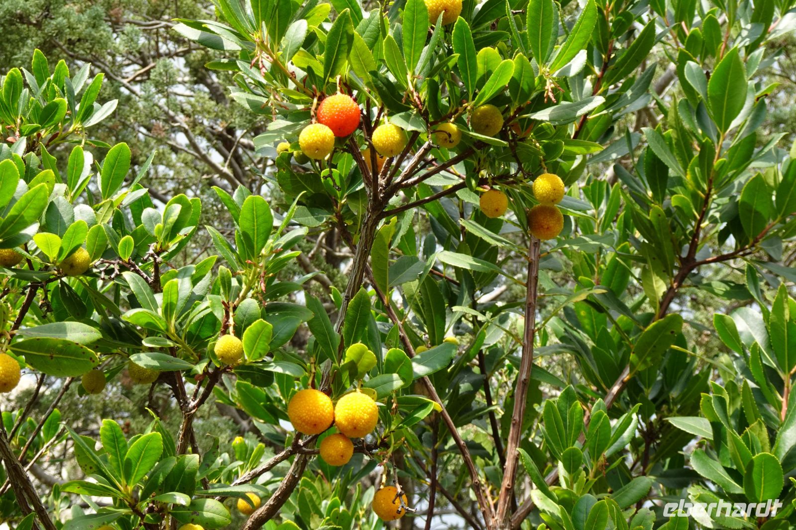 Tag 3 04.10.2023 Èze village, Kakteengarten