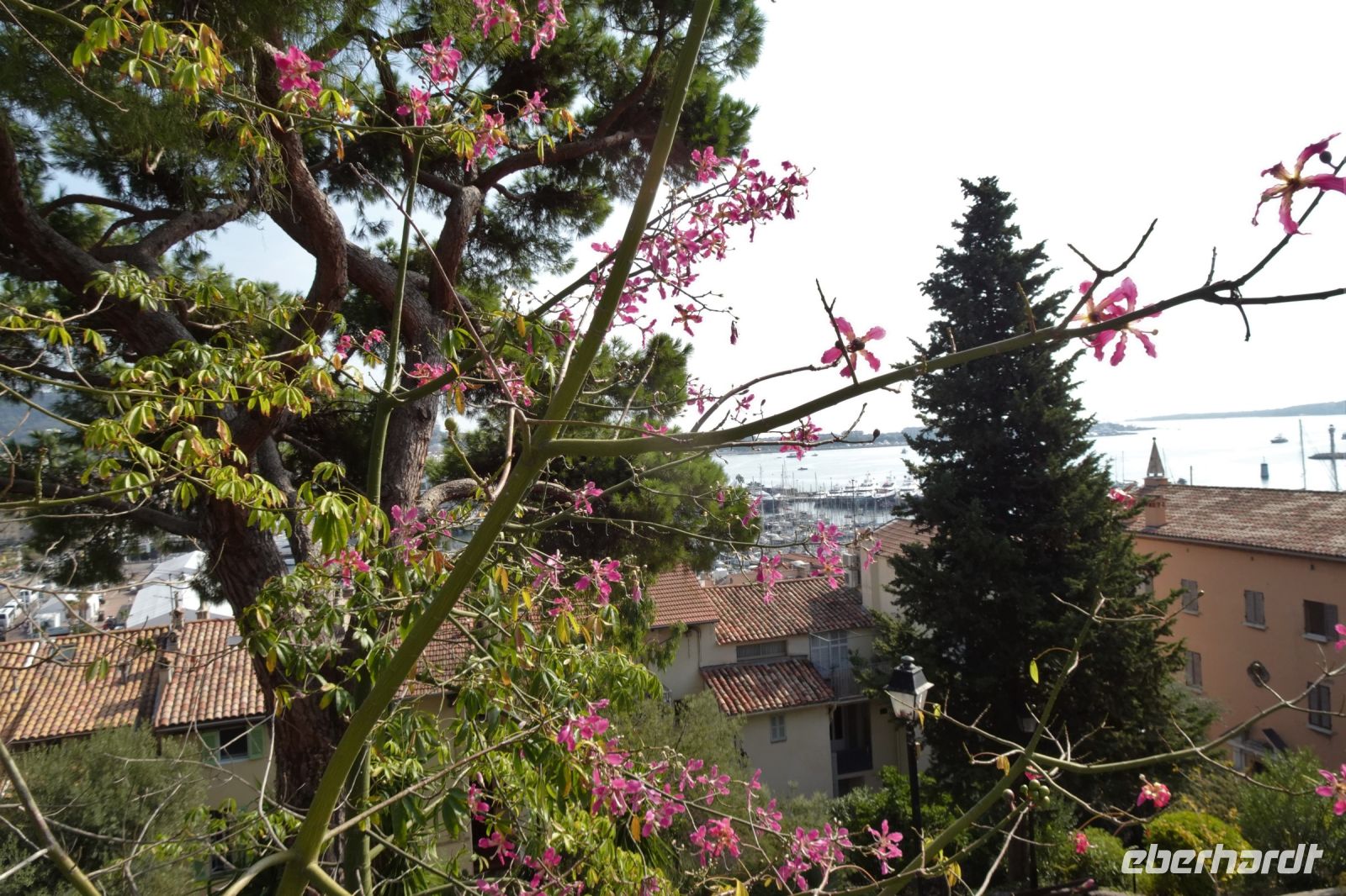 Tag 4 05.10.2023 Cannes, Kapokbaum