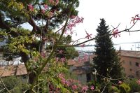 Tag 4 05.10.2023 Cannes, Kapokbaum