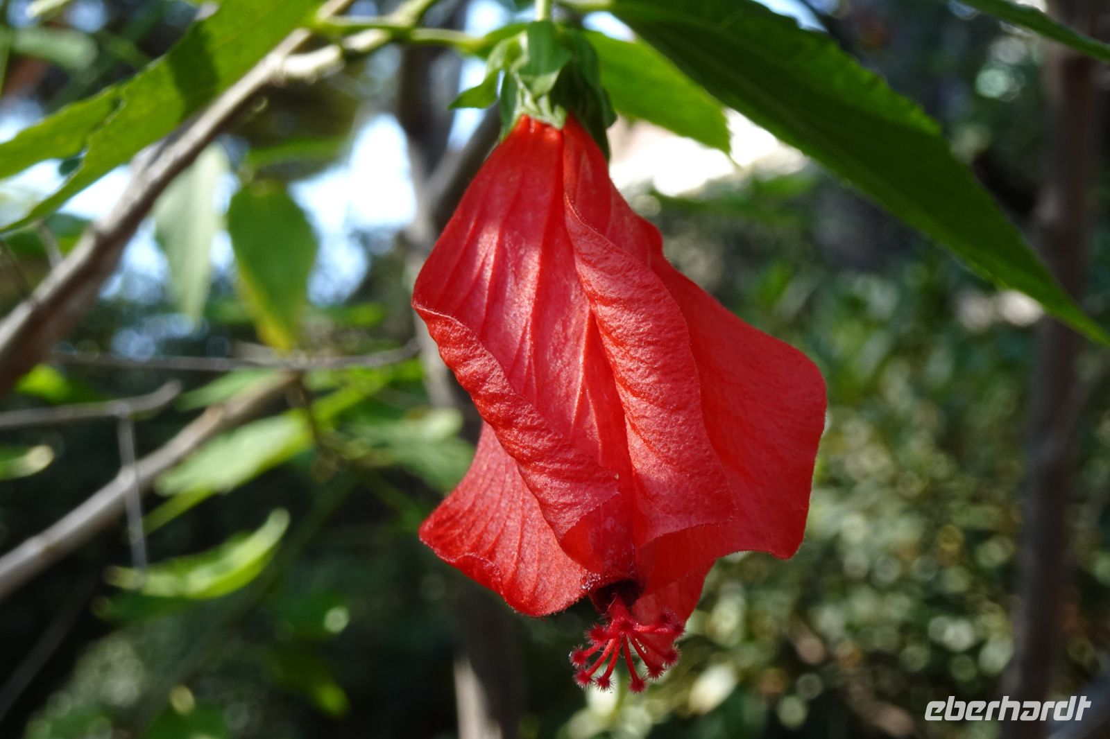 Tag 5 06.10.2023 Monaco, Hibiscusblüte
