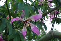 Tag 5 06.10.2023  Monte Carlo, Kapokblüte