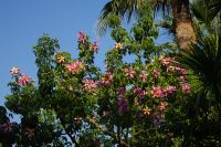 Tag 5 06.10.2023  Monte Carlo, Kapokbaum, Ceiba speziosa