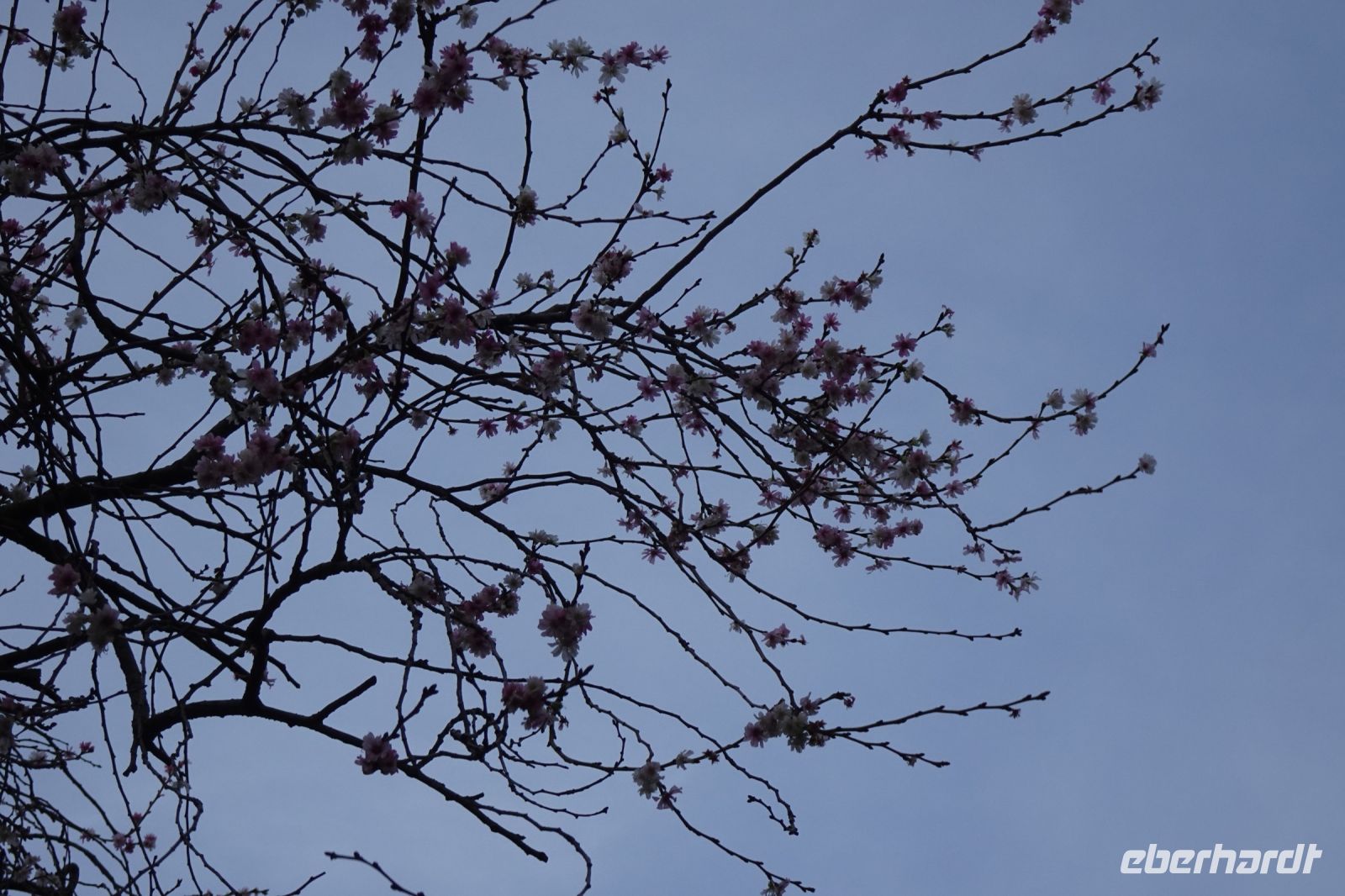 Tag 4, 31.12.2023 Entdeckungsspaziergang über den Montmartre, blühende Zierkirsche