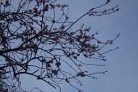 Tag 4, 31.12.2023 Entdeckungsspaziergang über den Montmartre, blühende Zierkirsche