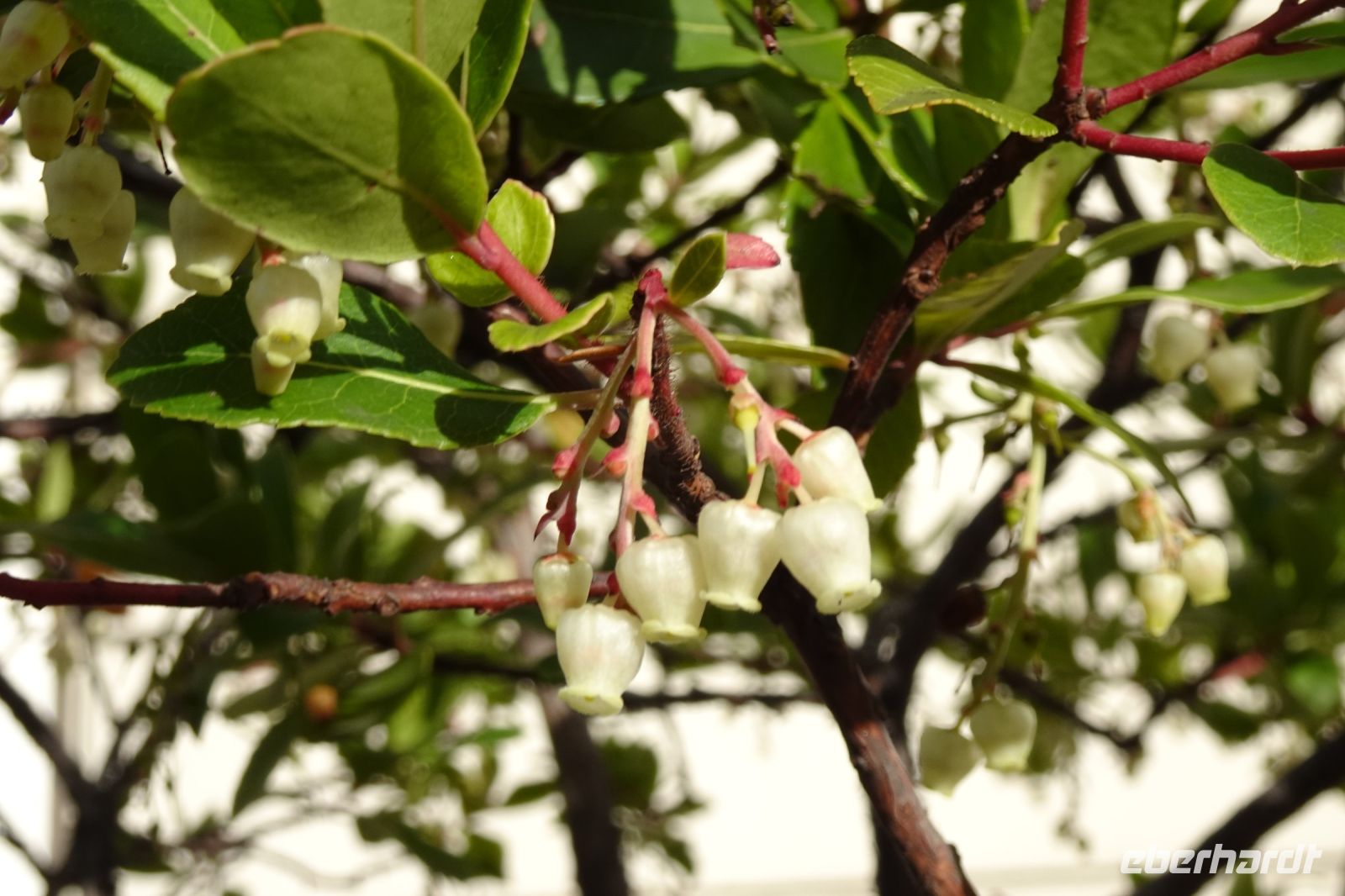 Tag 4, 31.12.2023 Entdeckungsspaziergang über den Montmartre, Enkianthus
