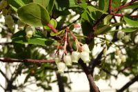 Tag 4, 31.12.2023 Entdeckungsspaziergang über den Montmartre, Enkianthus