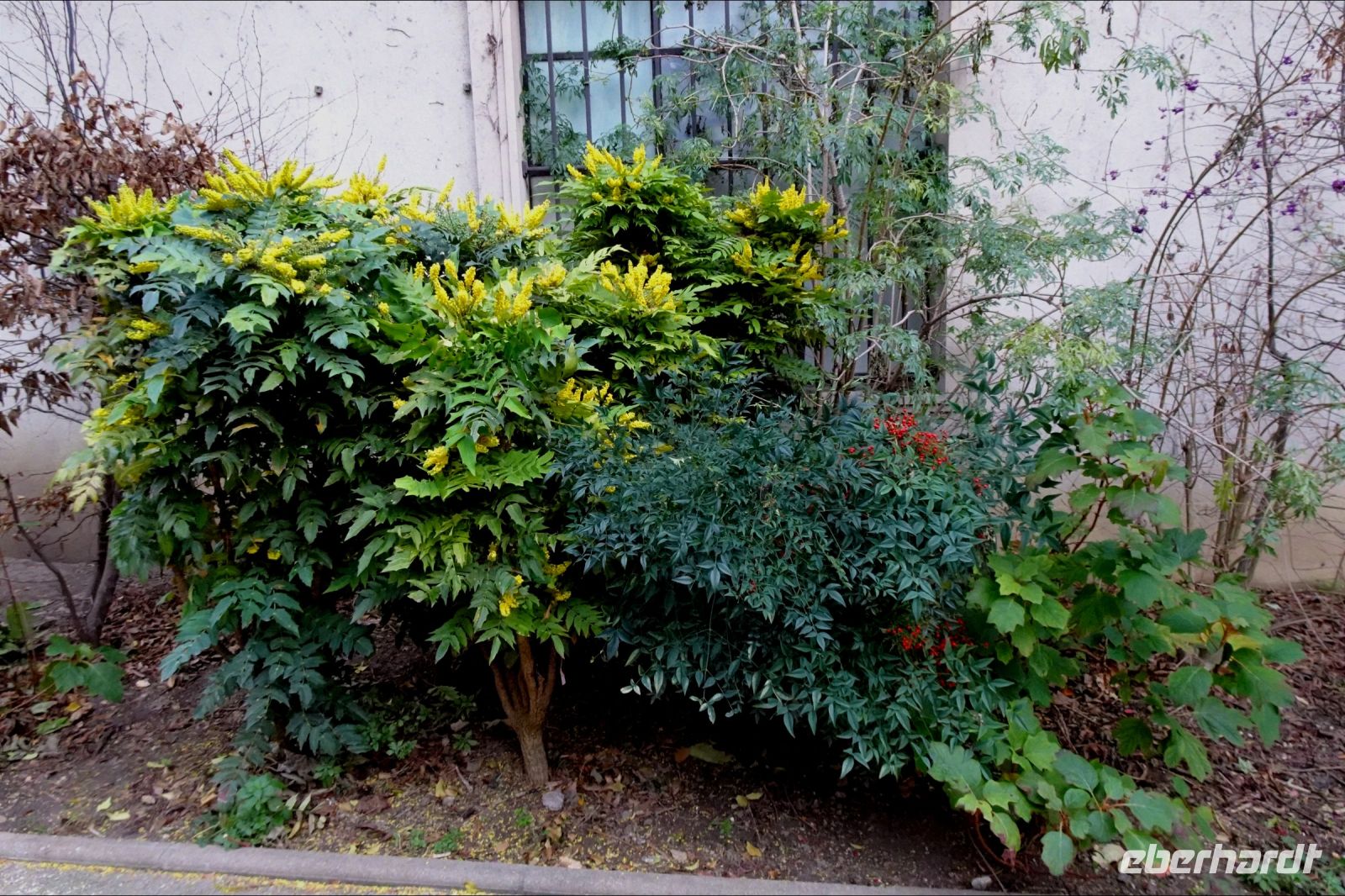 Tag 5, 01.01.2024:  es blüht schon in den Parkanlagen