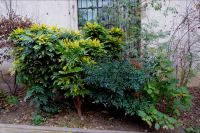 Tag 5, 01.01.2024:  es blüht schon in den Parkanlagen