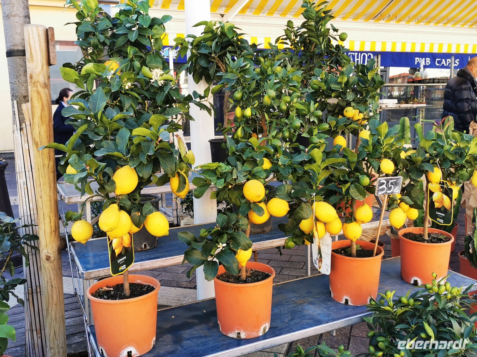 Tag 1 23.01.2024   Entdeckerspaziergang in Nizza, Zitronenbäumchen