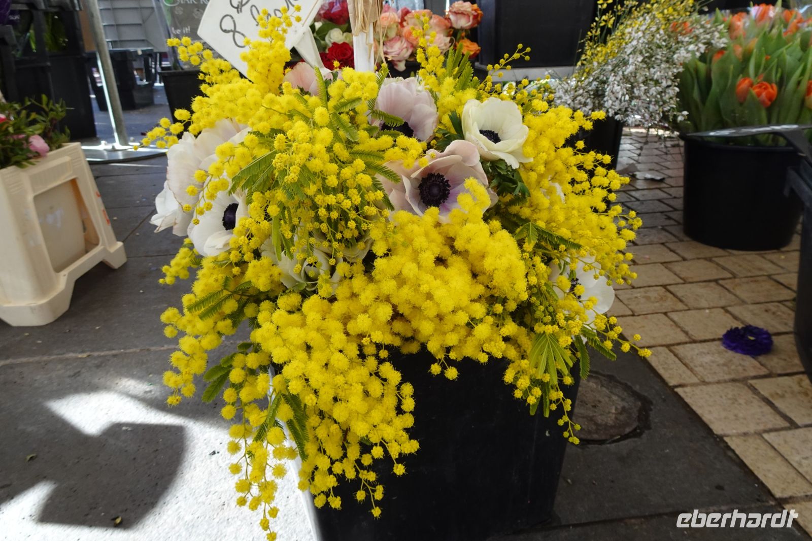 Tag 1 23.01.2024 Mimosen auf dem Blumenmarkt