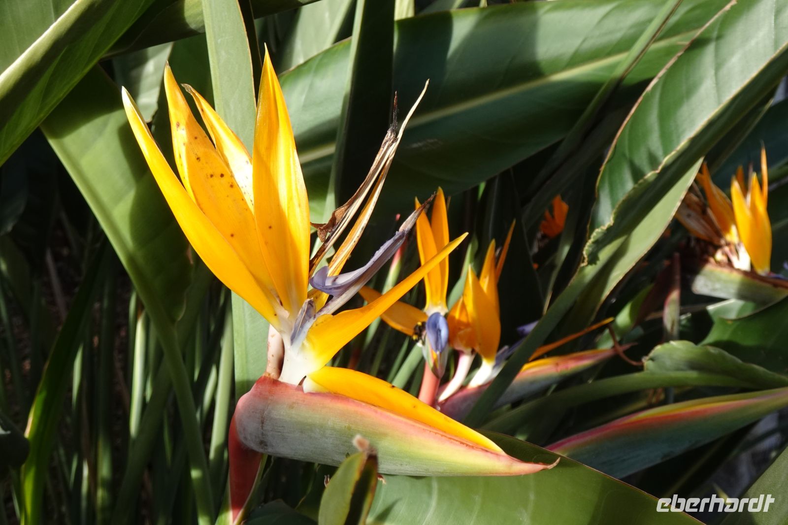 Tag 1 23.01.2024 Strelitzie