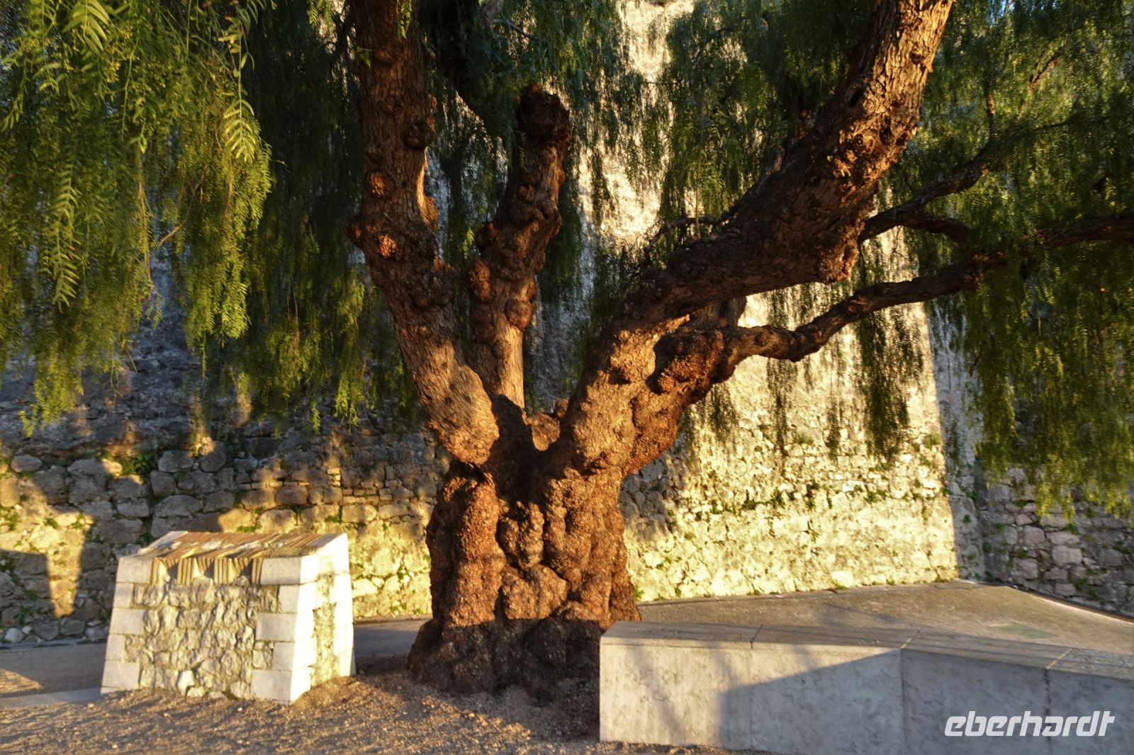 Tag 2 24.01.2024 Pfefferbaum im Abendlicht