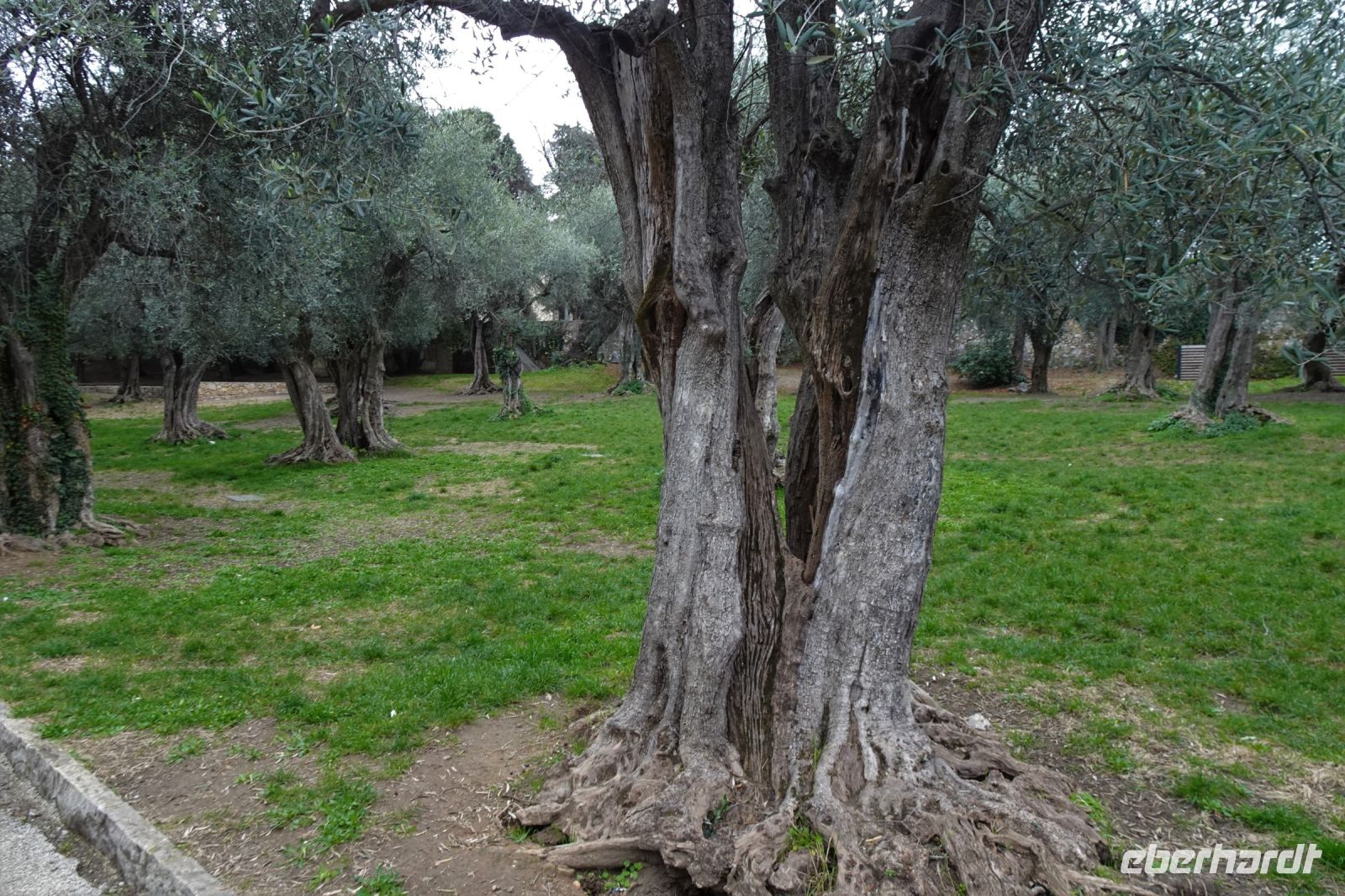 Tag 4 26.01.2024 Olivenhain in Cimiez