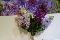 Tag 5 27.01.2024 Der Duft des Jahres 2024: Lilas, Flieder