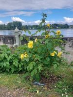  Candes-Sant-Martin: Mittagspause im Rosengarten