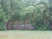 Loire: Überall stehen die Schwarzpappelplantagen im Hochwasser