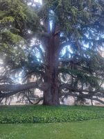 Tours: libanesische Zeder, gepflanzt 1806