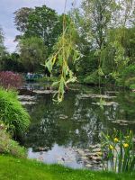 Der berühmte Seerosenteich in Monet's Garten 