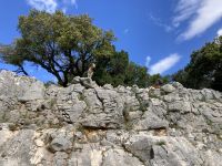 Neugierige Begleiter