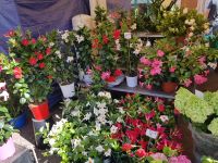 Nizza, Blumenstand auf dem Blumenmarkt 