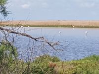 Camargue Etang du Vaccaré