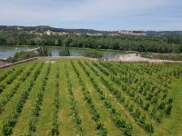 Avignon Blick über die Weingärten zur Rhone