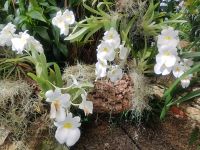 Jersey Eric Young Orchid Foundation