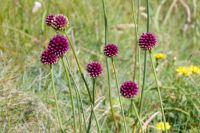 Buntheit am Wegesrand