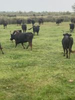 Provence Intensiv - Der Nachwuchs für die Arena, die schwarzen Stiere der Camargue