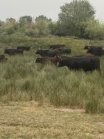 Provence Intensiv - Die schwarzen Stiere der Camargue