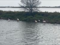Provence Intensiv - Flamingos in den Seen um Le-Grau-de-Roi