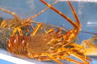 rote Schönheit in Audierne