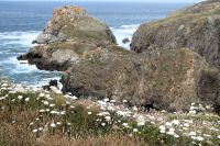 Blumen und Felsen am Cap du Van