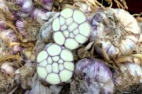 Riesen-Knoblauch der Bretagne