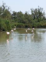 Ornithologischer Park Saintes-Maries-de-la-Mer