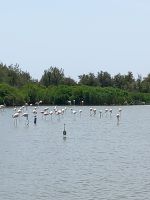 Ornithologischer Park Saintes-Maries-de-la-Mer