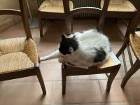 Hauskatze in Chalon-sur-Saône 