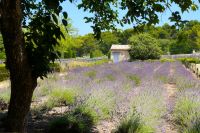 Lavendelfeld in St.Mausole