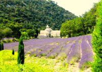 Lavendelfelder von Kloster Senanque