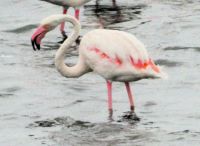 rosa Flamingos der Camargue