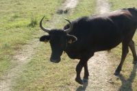 Stier und Hörner hoch 