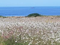  Cap Sizun Pointe de Brézellec Leuchtturminsel von Tévennec