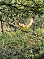 07 Foret de Broceliande.jpg