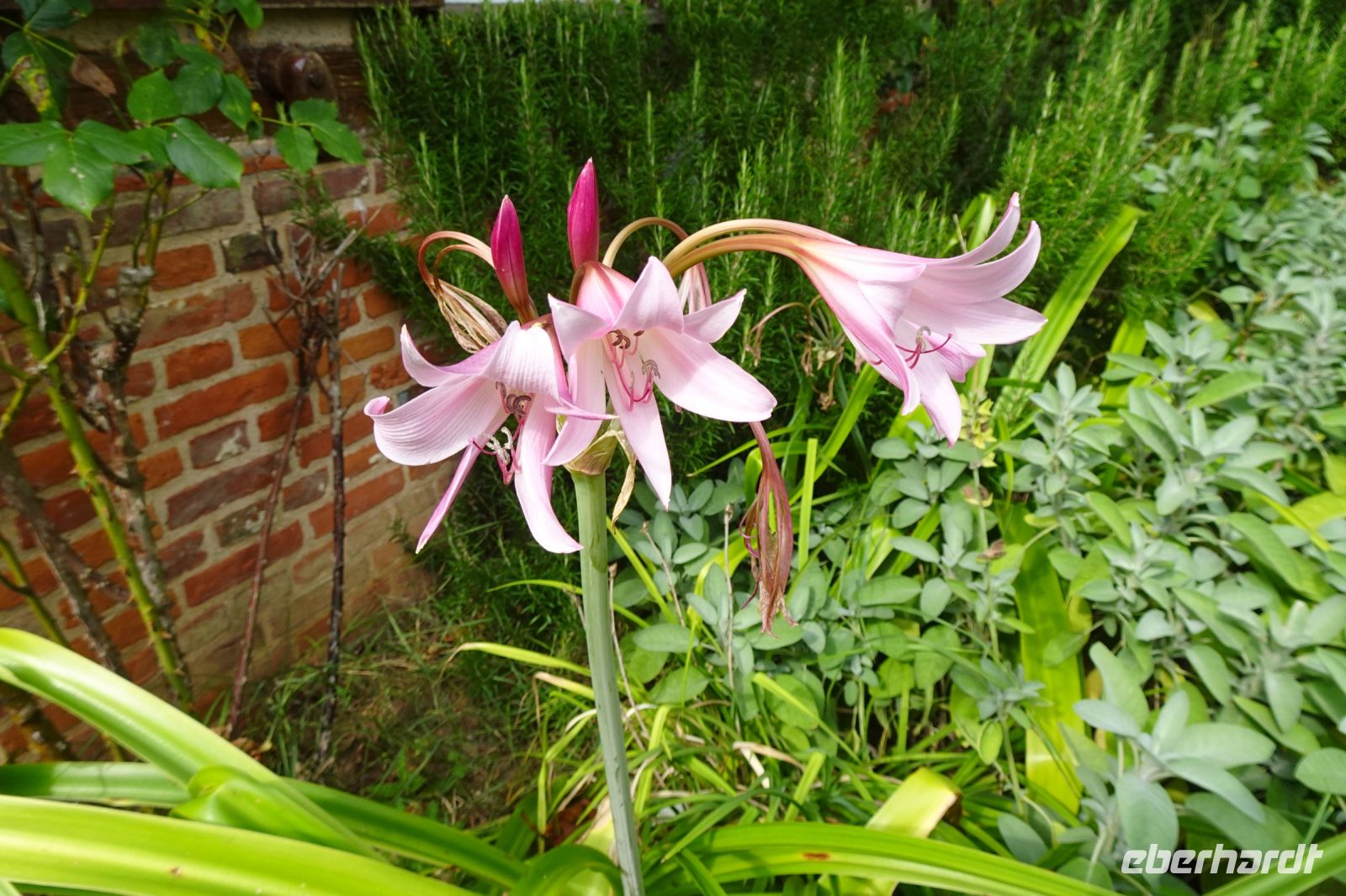 Tag 2, 18.08.2024 Château Vascoeuil 