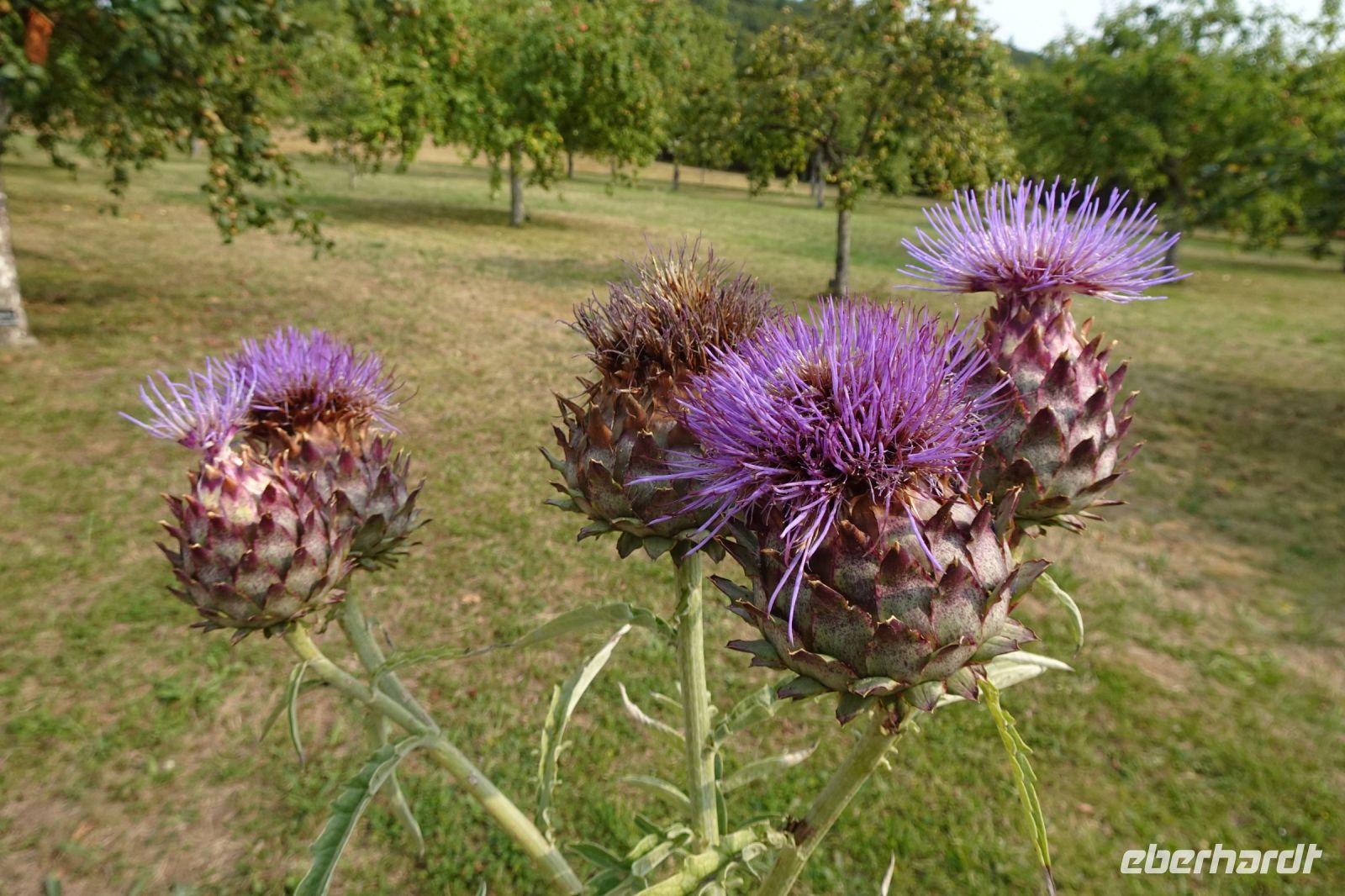 Tag 3, 19.08.2024 Boscherville 