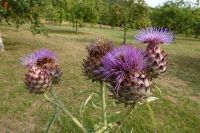 Tag 3, 19.08.2024 Boscherville 