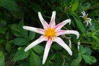 Tag 3, 19.08.2024 Giverny, Gärten von Monet 